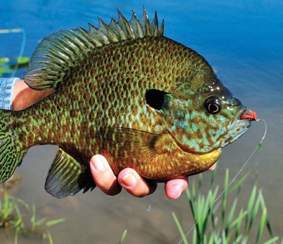 Bluegill