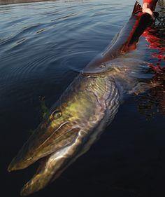 Muskellunge - Natural Sports - The Fishing Store