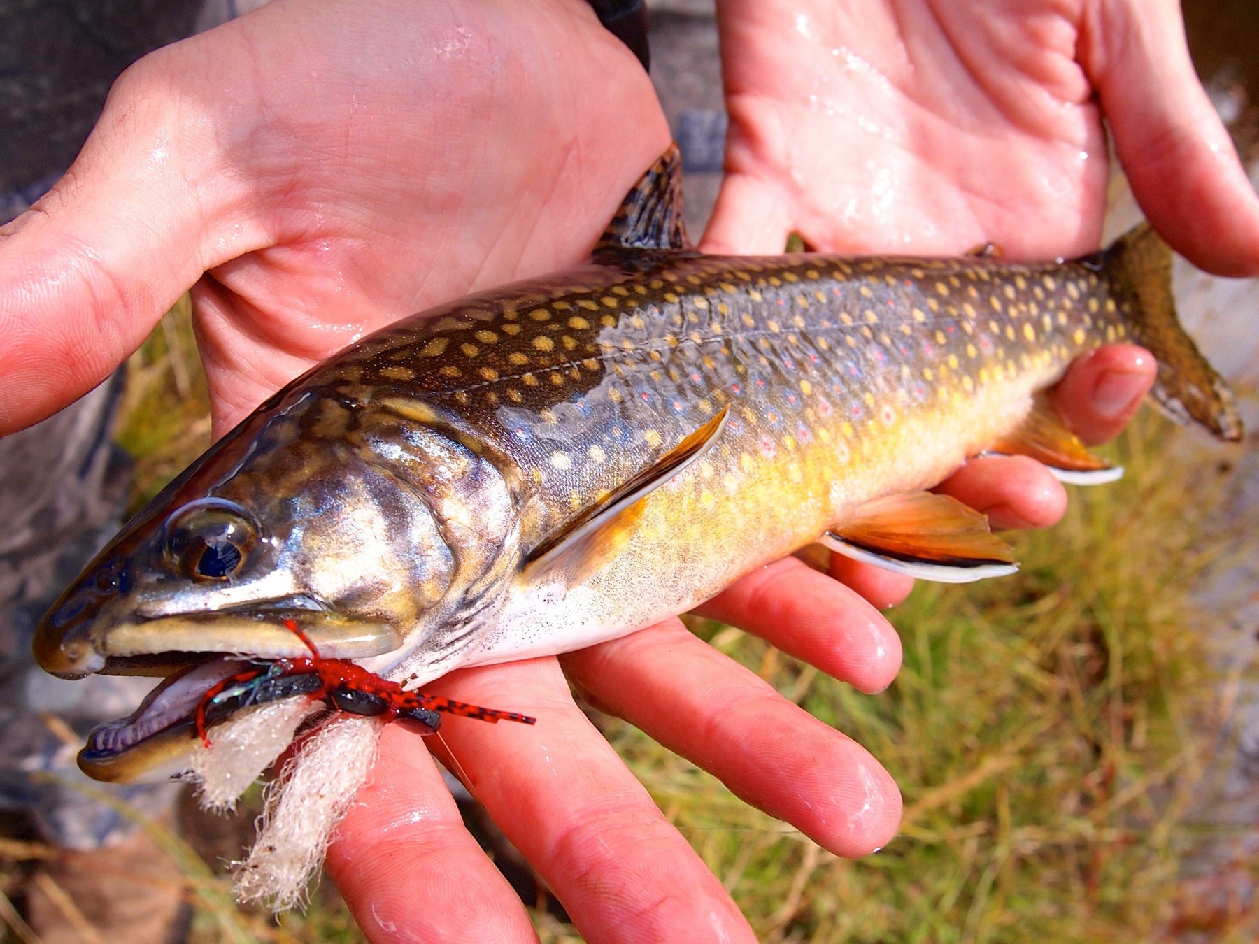 Brook Trout - Natural Sports - The Fishing Store