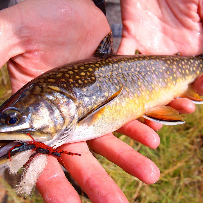 Brook Trout - Natural Sports - The Fishing Store