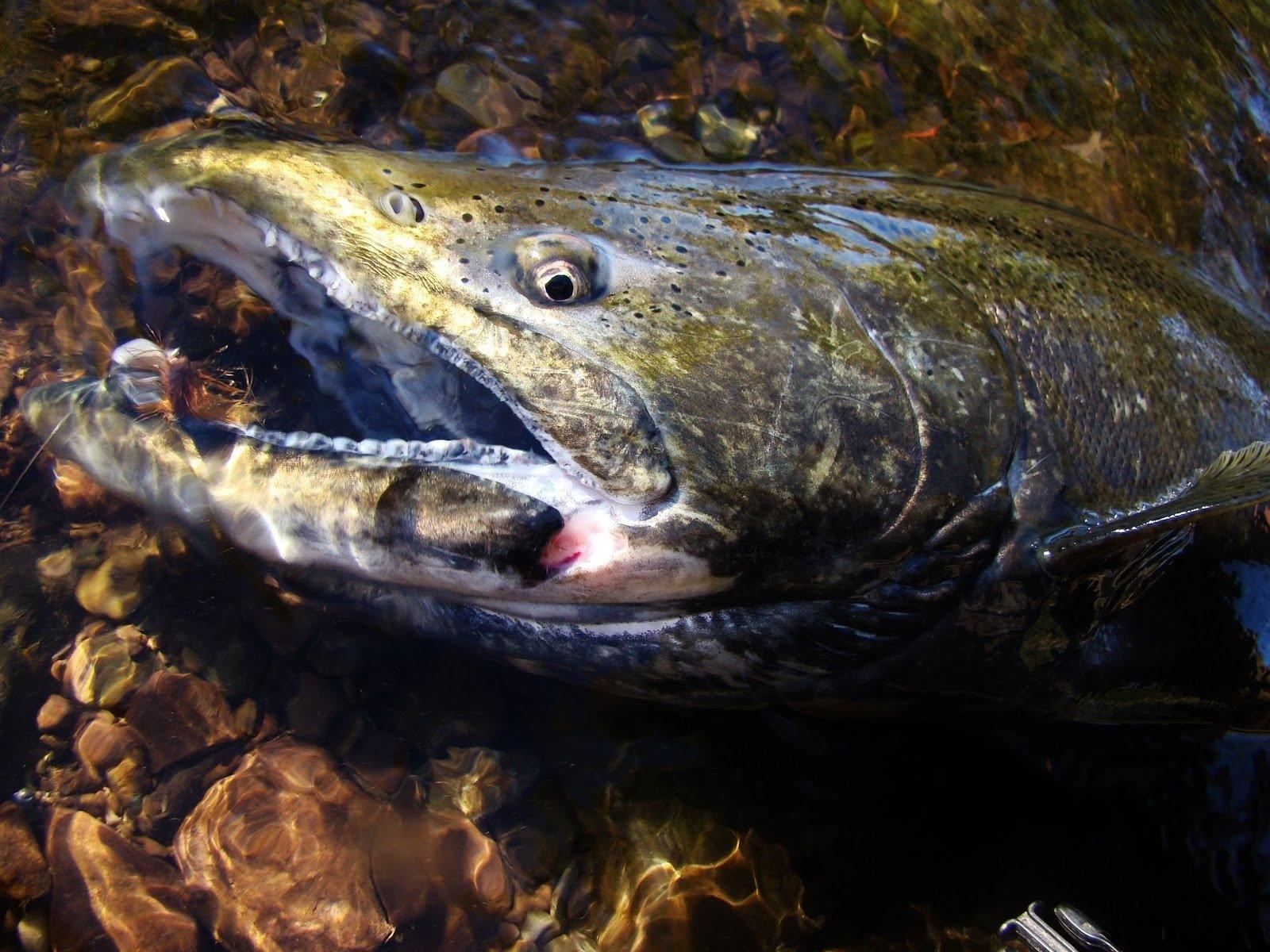 Chinook Salmon - Natural Sports - The Fishing Store