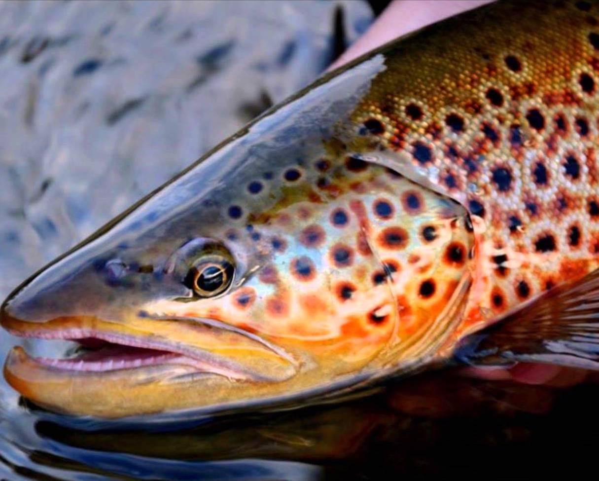 Brown Trout - Natural Sports - The Fishing Store