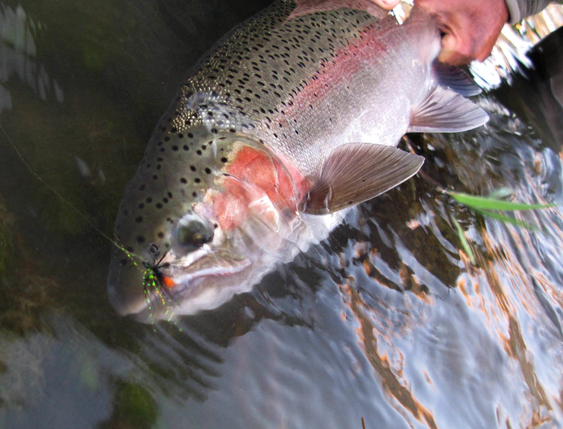 Steelhead - Natural Sports - The Fishing Store