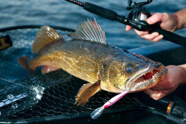 Walleye Fishing