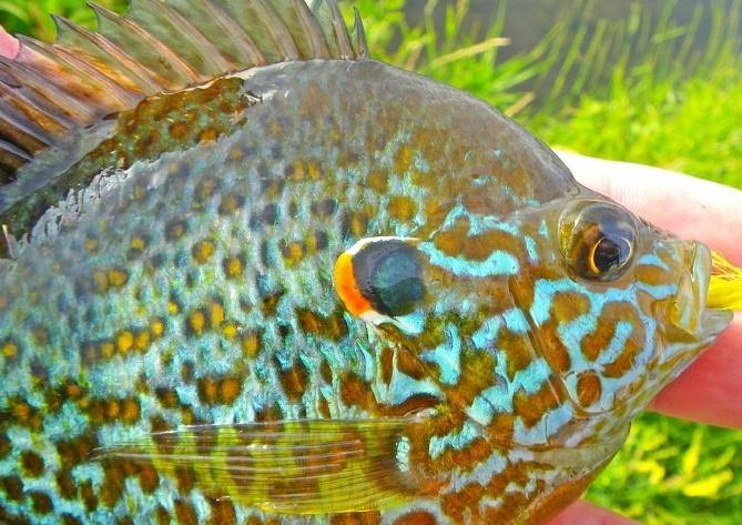 Pumpkinseed Sunfish – Natural Sports - The Fishing Store