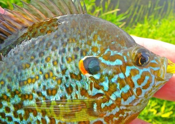 Pumpkinseed - Natural Sports - The Fishing Store