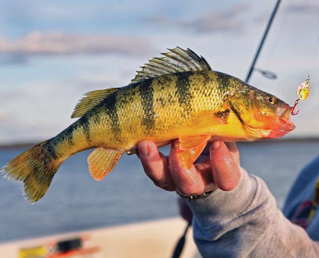 yellow perch fishing