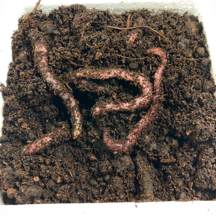 Red Wiggler Trout Worms (24 Pack)