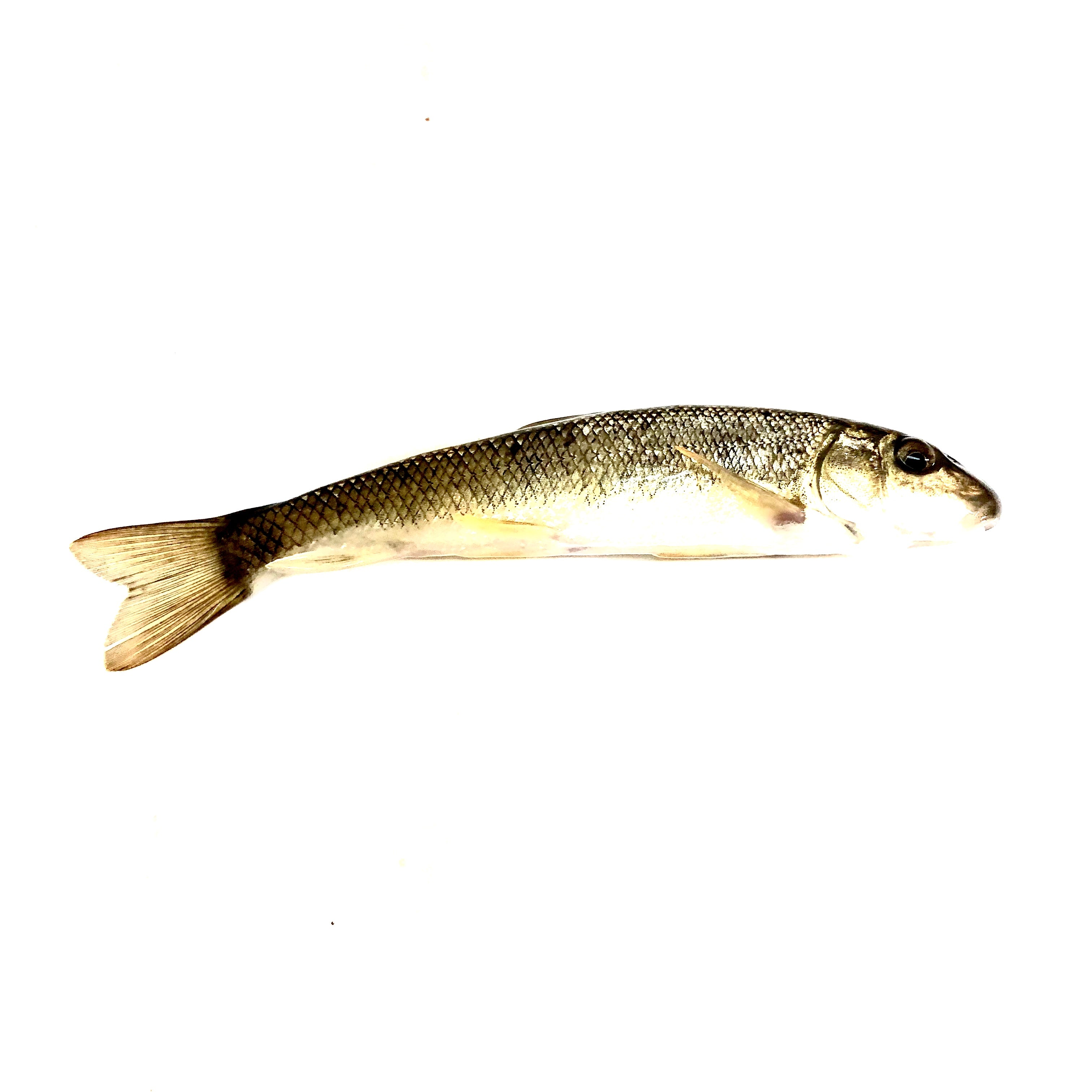 Large Creek Bait Minnows (Per Minnow) – Natural Sports - The Fishing Store