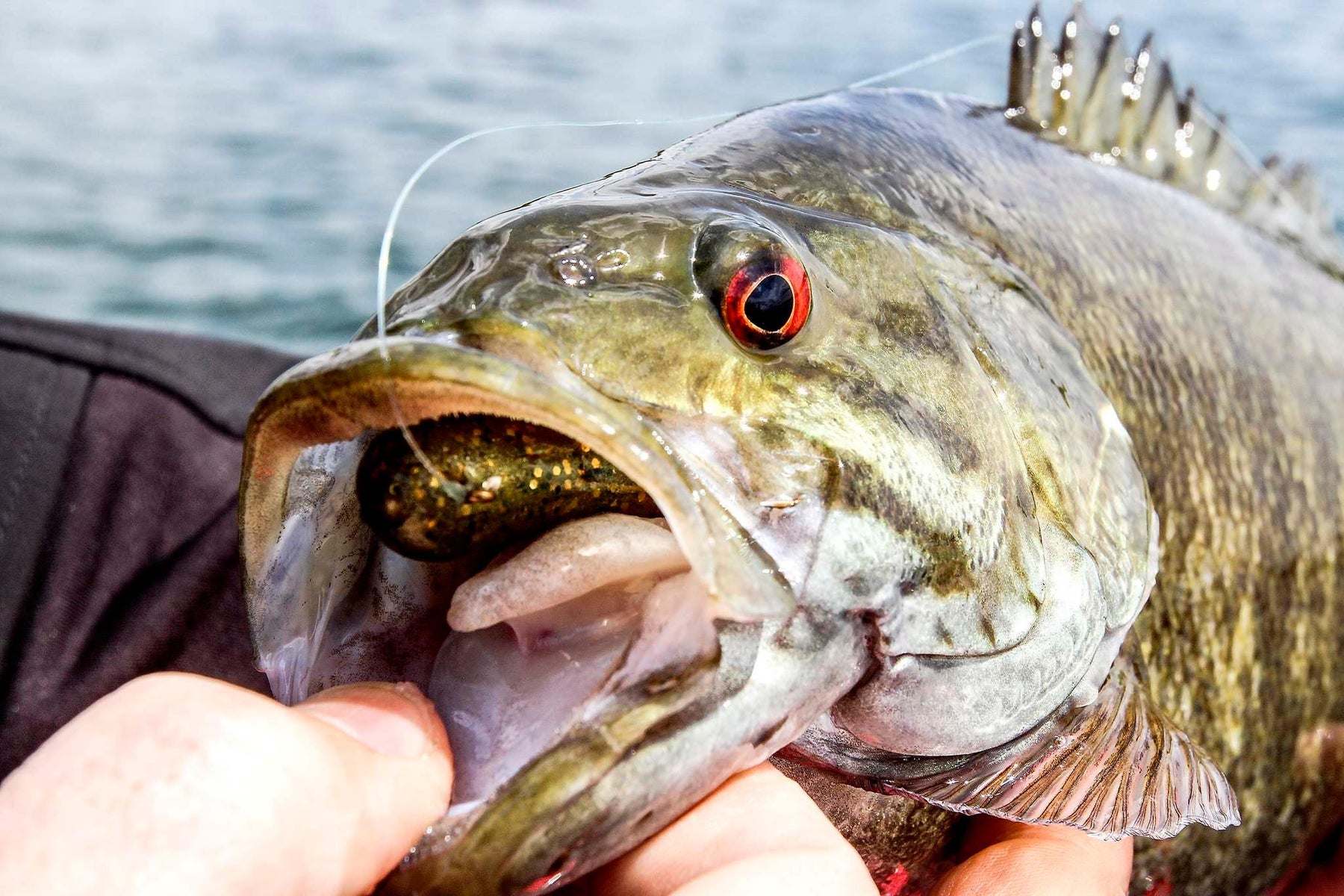 Smallmouth Bass - Natural Sports - The Fishing Store