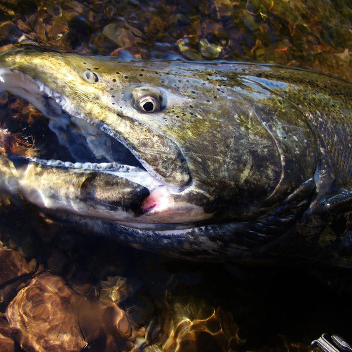 Chinook Salmon - Natural Sports - The Fishing Store