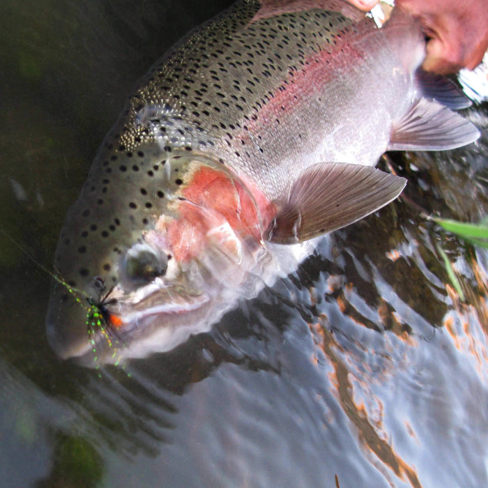 Steelhead - Natural Sports - The Fishing Store