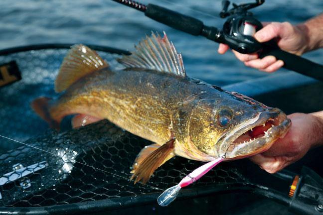 Ontario Fish Species – Page 2 – Natural Sports - The Fishing Store