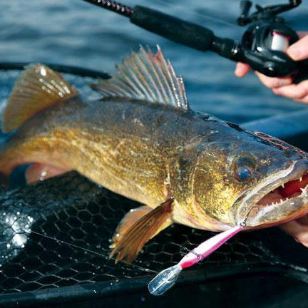 Walleye Fishing
