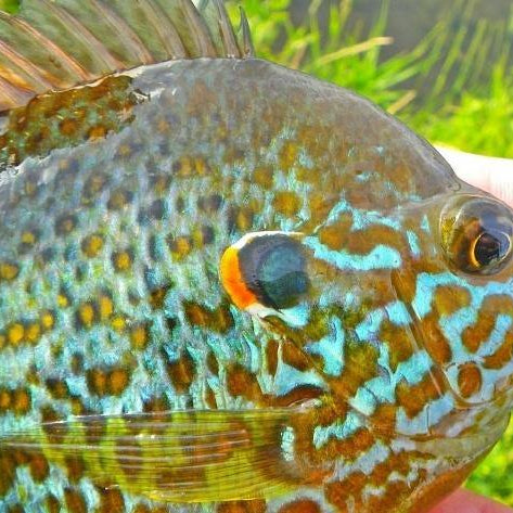 Pumpkinseed - Natural Sports - The Fishing Store