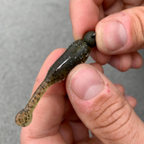 Great Lakes Finesse Flat Cat 2.2"