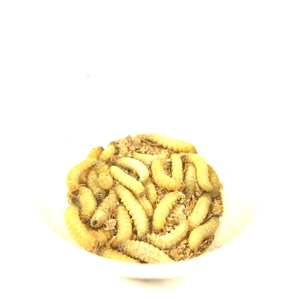 Wax Worms (25 Pack)