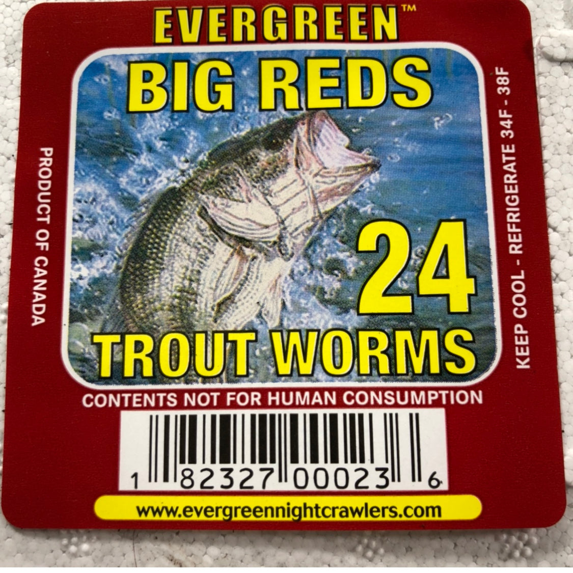 Red Wiggler Trout Worms (24 Pack) – Natural Sports - The Fishing Store