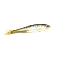 Small Creek Minnows (1 Dozen)