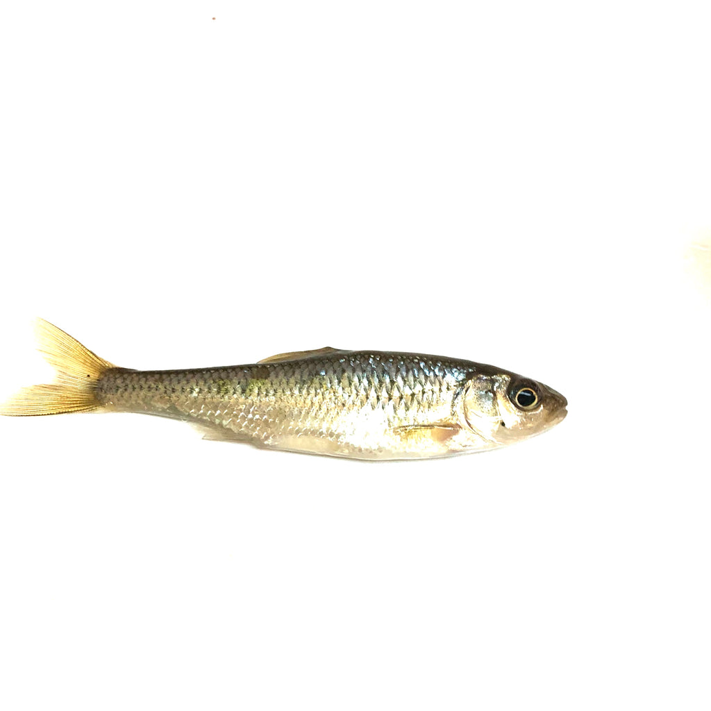 Live Bait - Minnows — Natural Sports - The Fishing Store Live minnows for sale near me