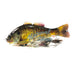 RT Ghost Gill - Jackall Gantarel Jr. 