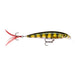 Live Perch Rapala X-Rap Jerkbait